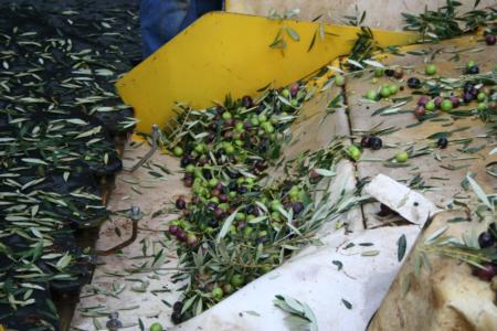 Wheelrake harvester in olive orchard: Foliage with harvested olives on conveyer